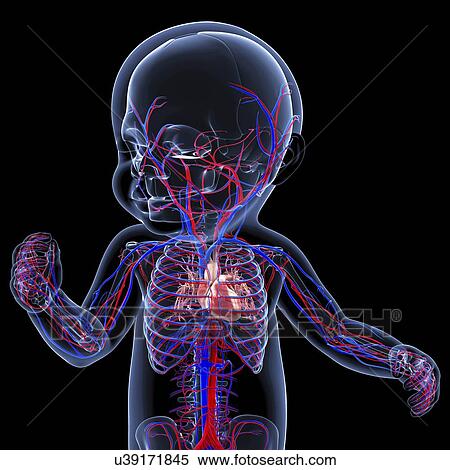 Stock Illustration - Baby's cardiovascular system, artwork. Fotosearch