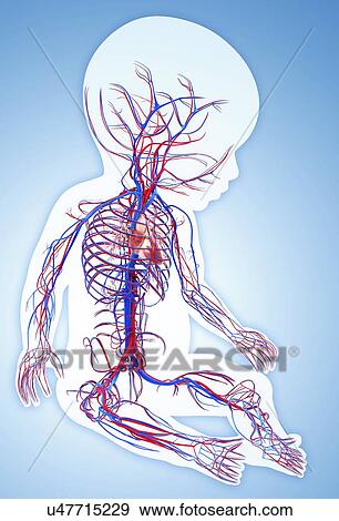 Stock Illustration - Baby's cardiovascular system, artwork. Fotosearch