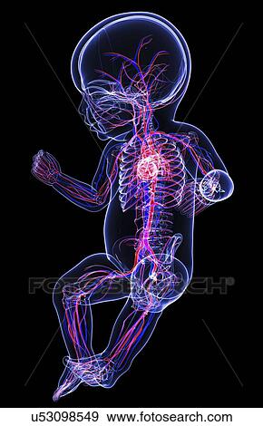 Baby's cardiovascular system, artwork View Large Illustration Stock Illustration - Baby's cardiovascular system, artwork. Fotosearch