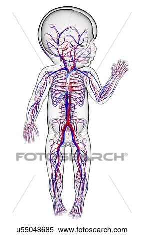 Stock Illustration - Baby's cardiovascular system, artwork. Fotosearch