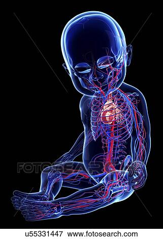 Baby's cardiovascular system, artwork View Large Illustration Stock Illustration - Baby's cardiovascular system, artwork. Fotosearch