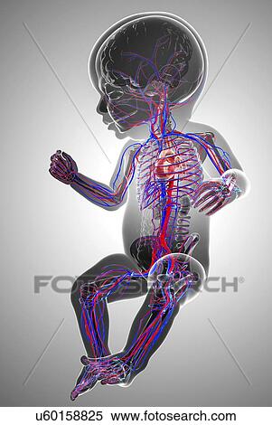 Stock Illustration - Baby's cardiovascular system, artwork. Fotosearch