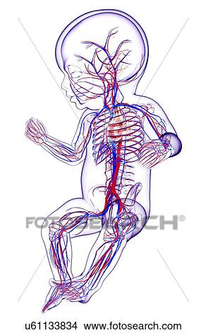 Baby's cardiovascular system, artwork View Large Illustration Stock Illustration - Baby's cardiovascular system, artwork. Fotosearch