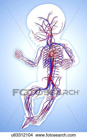 Stock Illustration - Baby's cardiovascular system, artwork. Fotosearch