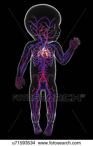 Stock Illustration - Baby's cardiovascular system, artwork. Fotosearch