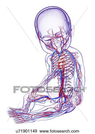Baby's cardiovascular system, artwork View Large Illustration Stock Illustration - Baby's cardiovascular system, artwork. Fotosearch