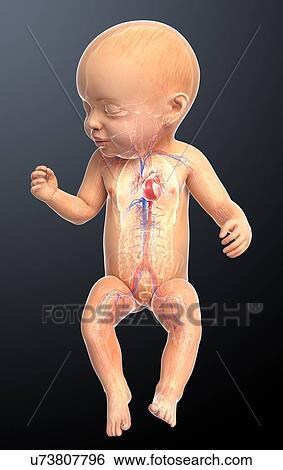 Baby's cardiovascular system, artwork View Large Illustration Stock Illustration - Baby's cardiovascular system, artwork. Fotosearch