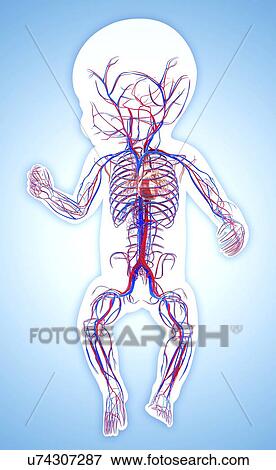 Baby's cardiovascular system, artwork View Large Illustration Stock Illustration - Baby's cardiovascular system, artwork. Fotosearch
