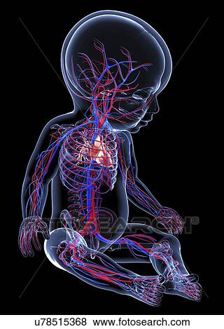 Baby's cardiovascular system, artwork View Large Illustration Stock Illustration - Baby's cardiovascular system, artwork. Fotosearch