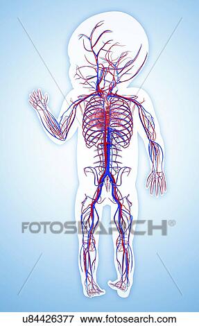 Stock Illustration - Baby's cardiovascular system, artwork. Fotosearch