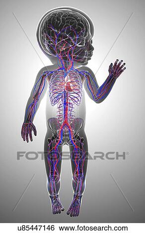 Baby's cardiovascular system, artwork View Large Illustration Stock Illustration - Baby's cardiovascular system, artwork. Fotosearch