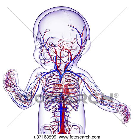 Baby's cardiovascular system, artwork View Large Illustration Stock Illustration - Baby's cardiovascular system, artwork. Fotosearch