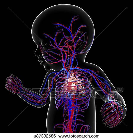 Baby's cardiovascular system, artwork View Large Illustration Stock Illustration - Baby's cardiovascular system, artwork. Fotosearch