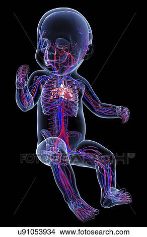 Stock Illustration - Baby's cardiovascular system, artwork. Fotosearch