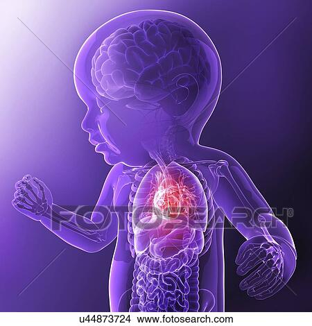 Baby's heart, artwork View Large Illustration Stock Illustration - Baby's heart, artwork. Fotosearch