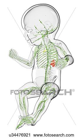 Clip Art - Baby's lymphatic system, artwork. Fotosearch