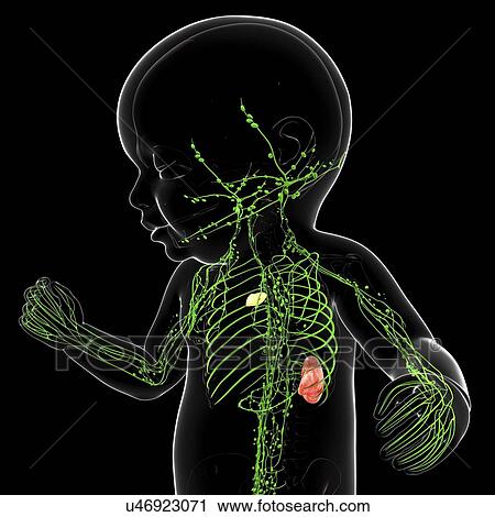 Baby's lymphatic system, artwork View Large Illustration Clip Art - Baby's lymphatic system, artwork. Fotosearch