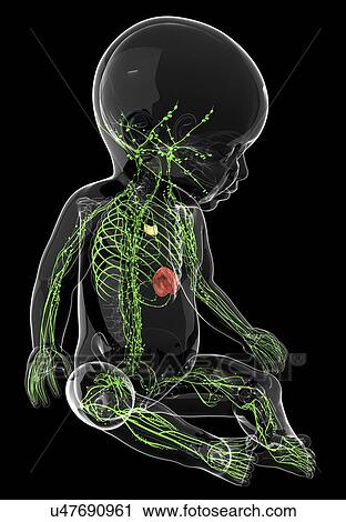 Baby's lymphatic system, artwork View Large Illustration Clip Art - Baby's lymphatic system, artwork. Fotosearch