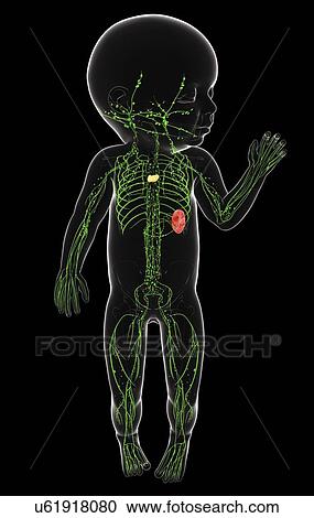 Clipart - Baby's lymphatic system, artwork. Fotosearch