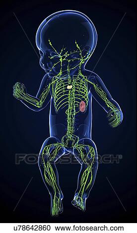 Clipart - Baby's lymphatic system, artwork. Fotosearch