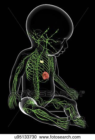 Clipart - Baby's lymphatic system, artwork. Fotosearch