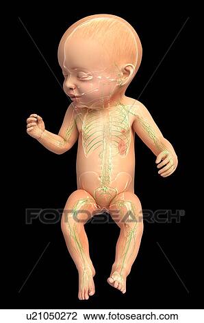 Baby's lymphatic system, artwork View Large Illustration Drawing - Baby's lymphatic system, artwork. Fotosearch