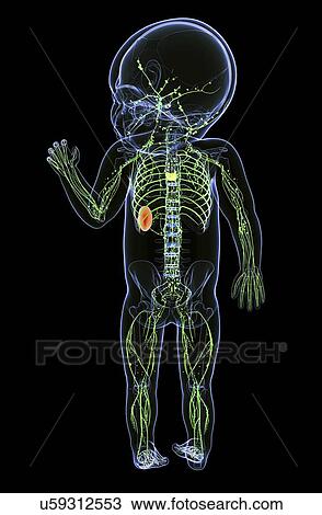 Drawing - Baby's lymphatic system, artwork. Fotosearch