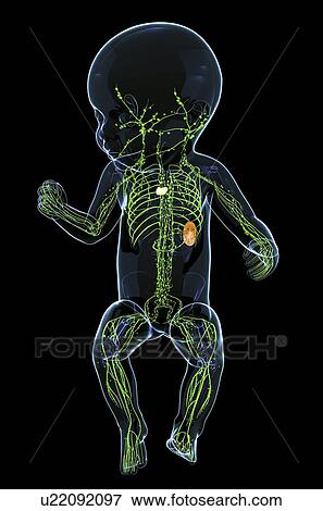 Baby's lymphatic system, artwork View Large Illustration Stock Illustration - Baby's lymphatic system, artwork. Fotosearch