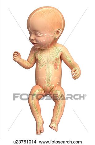 Stock Illustration - Baby's lymphatic system, artwork. Fotosearch