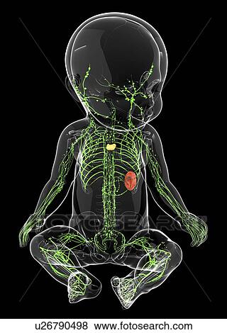 Stock Illustration - Baby's lymphatic system, artwork. Fotosearch