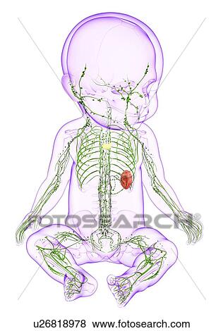 Baby's lymphatic system, artwork View Large Illustration Stock Illustration - Baby's lymphatic system, artwork. Fotosearch