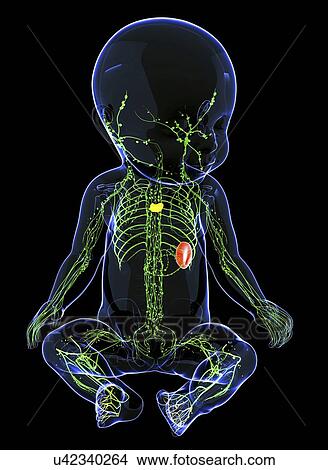 Baby's lymphatic system, artwork View Large Illustration Stock Illustration - Baby's lymphatic system, artwork. Fotosearch
