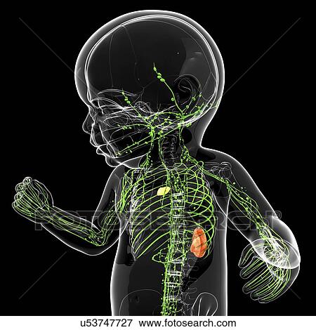 Stock Illustration - Baby's lymphatic system, artwork. Fotosearch