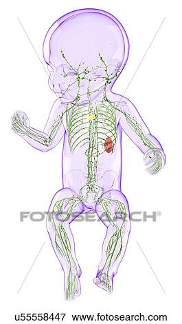 Baby's lymphatic system, artwork View Large Illustration Stock Illustration - Baby's lymphatic system, artwork. Fotosearch
