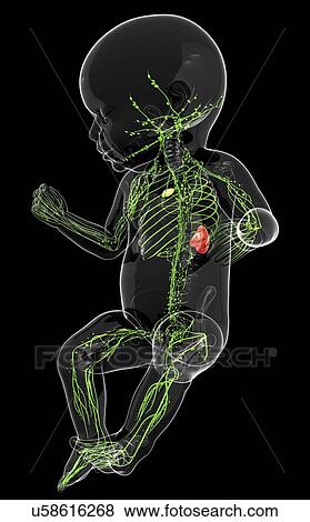Baby's lymphatic system, artwork View Large Illustration Stock Illustration - Baby's lymphatic system, artwork. Fotosearch