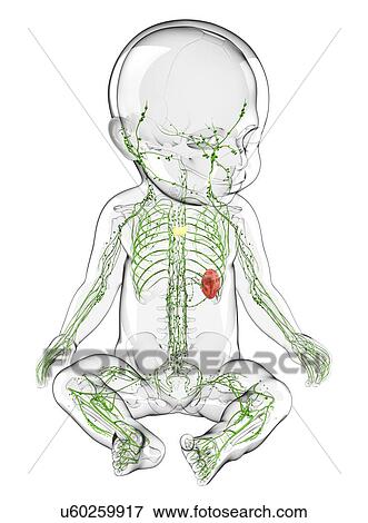 Stock Illustration - Baby's lymphatic system, artwork. Fotosearch