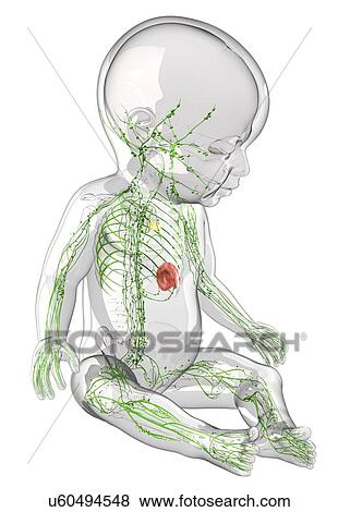 Baby's lymphatic system, artwork View Large Illustration Stock Illustration - Baby's lymphatic system, artwork. Fotosearch