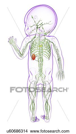 Baby's lymphatic system, artwork View Large Illustration Stock Illustration - Baby's lymphatic system, artwork. Fotosearch