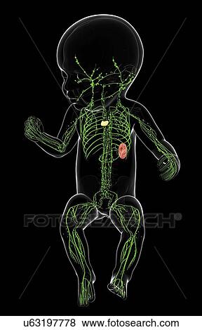 Stock Illustration - Baby's lymphatic system, artwork. Fotosearch