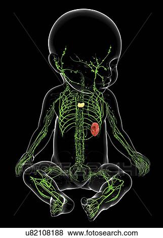 Baby's lymphatic system, artwork View Large Illustration Stock Illustration - Baby's lymphatic system, artwork. Fotosearch