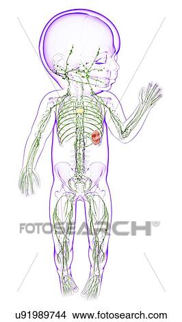 Stock Illustration - Baby's lymphatic system, artwork. Fotosearch