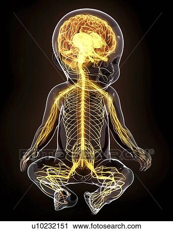 Clip Art - Baby's nervous system, artwork. Fotosearch