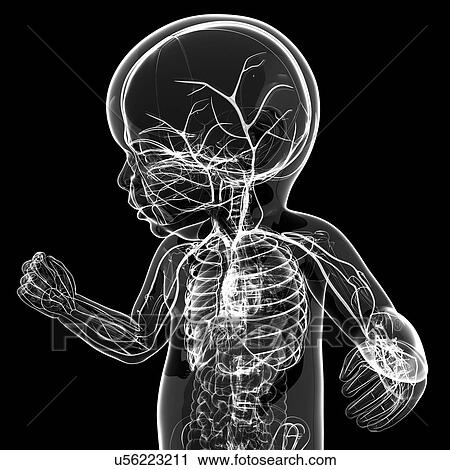 Baby's nervous system, artwork View Large Illustration Clip Art - Baby's nervous system, artwork. Fotosearch