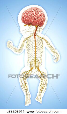 Clip Art - Baby's nervous system, artwork. Fotosearch