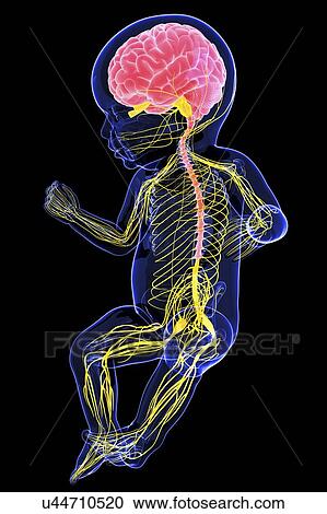 Clipart - Baby's nervous system, artwork. Fotosearch