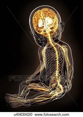 Clipart - Baby's nervous system, artwork. Fotosearch