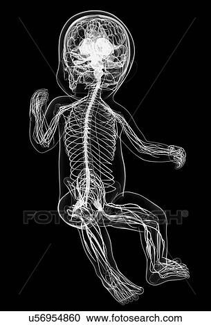 Clipart - Baby's nervous system, artwork. Fotosearch