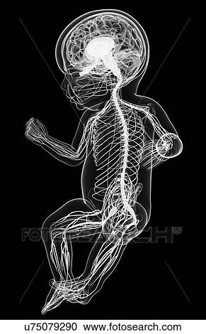 Baby's nervous system, artwork View Large Illustration Clipart - Baby's nervous system, artwork. Fotosearch