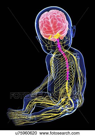 Baby's nervous system, artwork View Large Illustration Clipart - Baby's nervous system, artwork. Fotosearch
