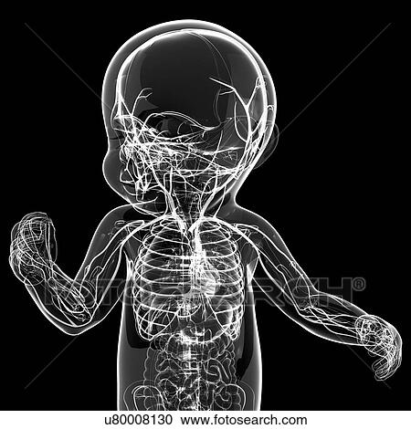 Clipart - Baby's nervous system, artwork. Fotosearch